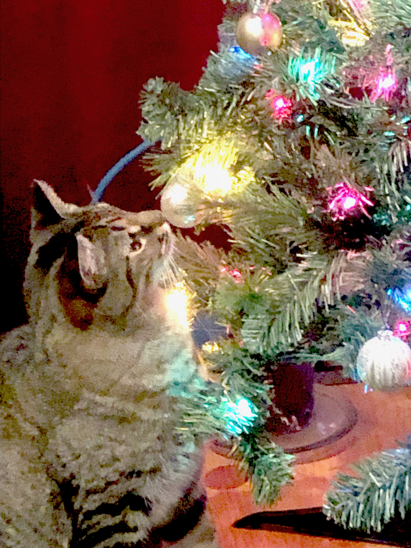 Cats and Christmas Trees -- What could possibly go wrong? Learn how to use LED lights safely this holiday season and save on your electricity bills, too.